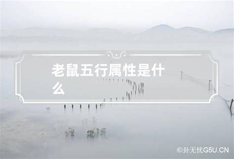 老鼠五行属什么